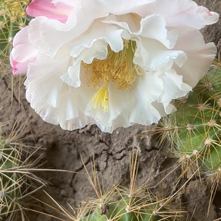 清清白牡丹根仙人球瑕疵小球