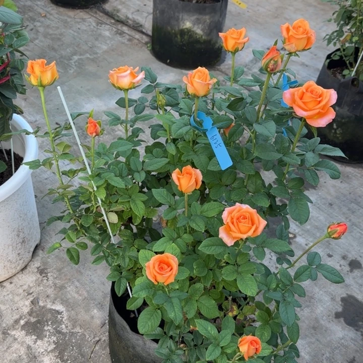 完全开放月季花诚意