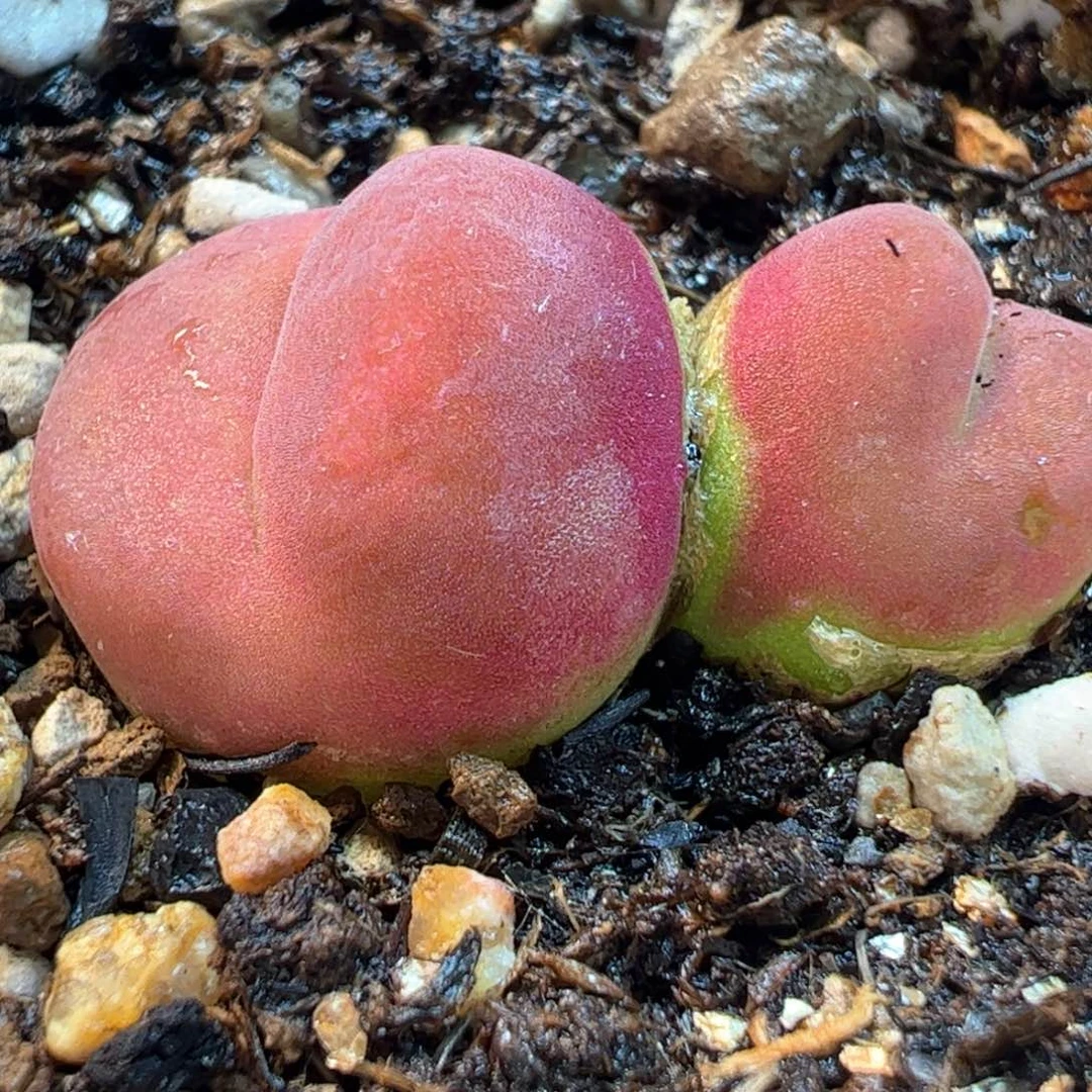 163多肉植物百科