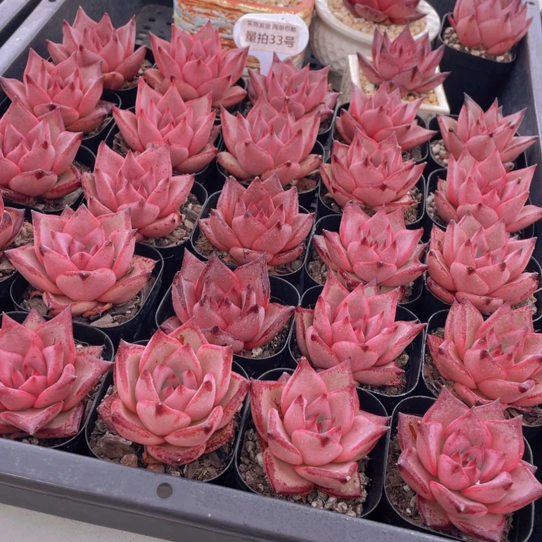 量拍33号 宽叶罗密欧金牛座单头一个