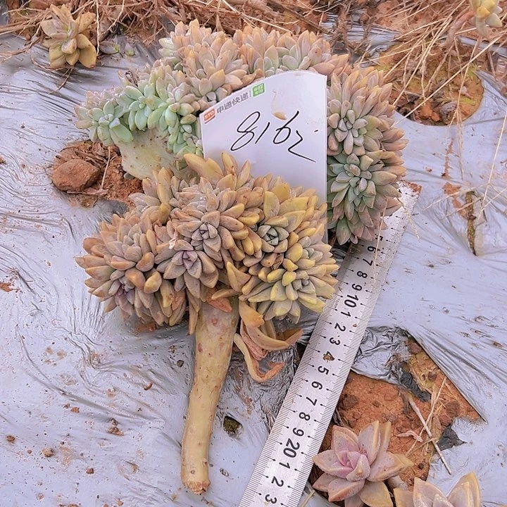 如*淡雪板子缀 2棵 8162