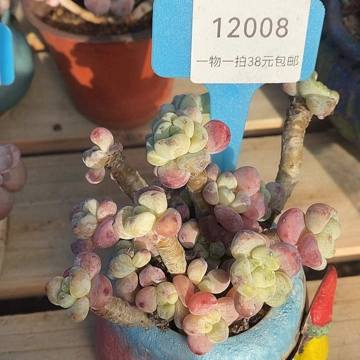 胭脂精品多肉罗琦005
