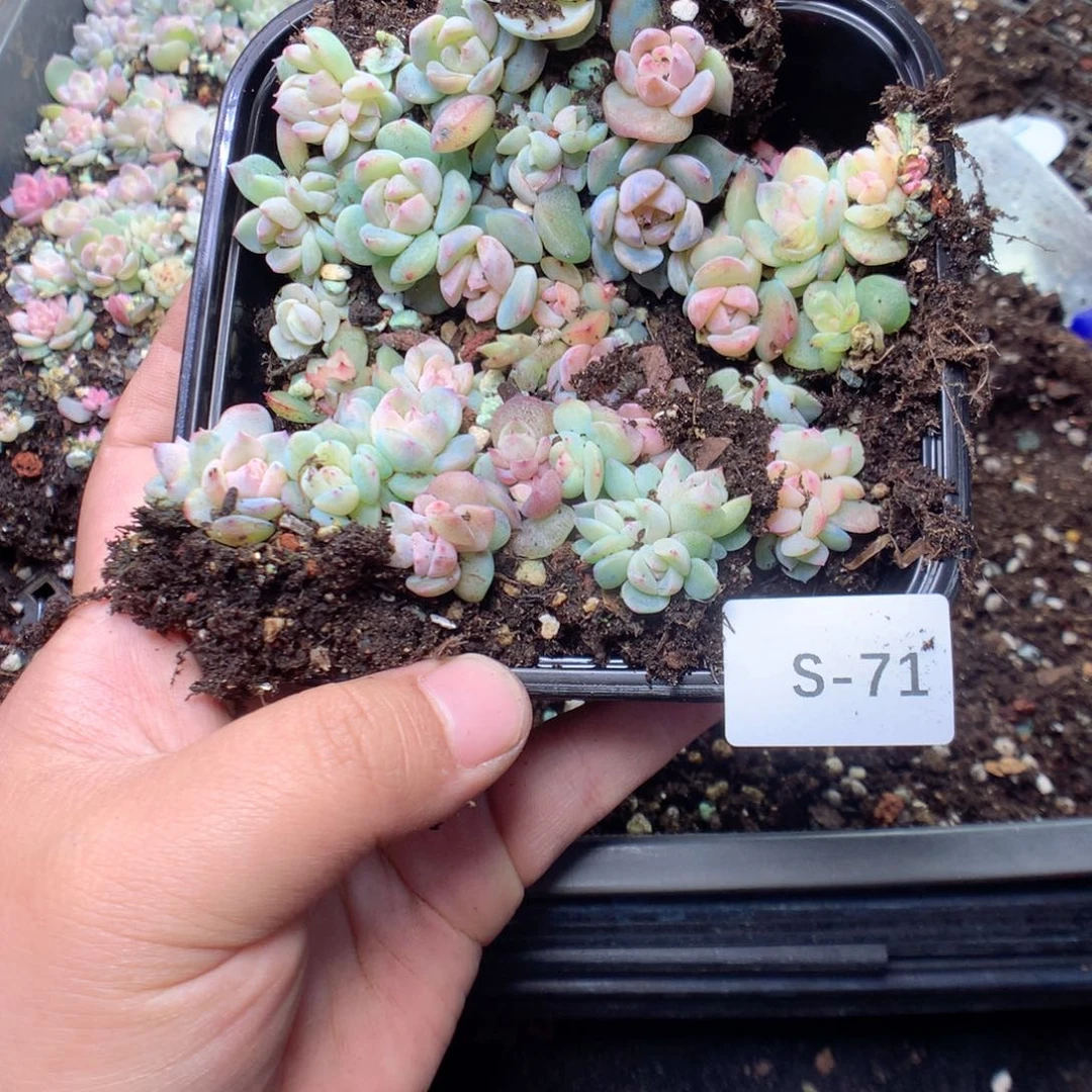 无花朵S71英语英语