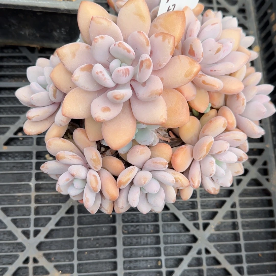 一物一拍精控粉兔57