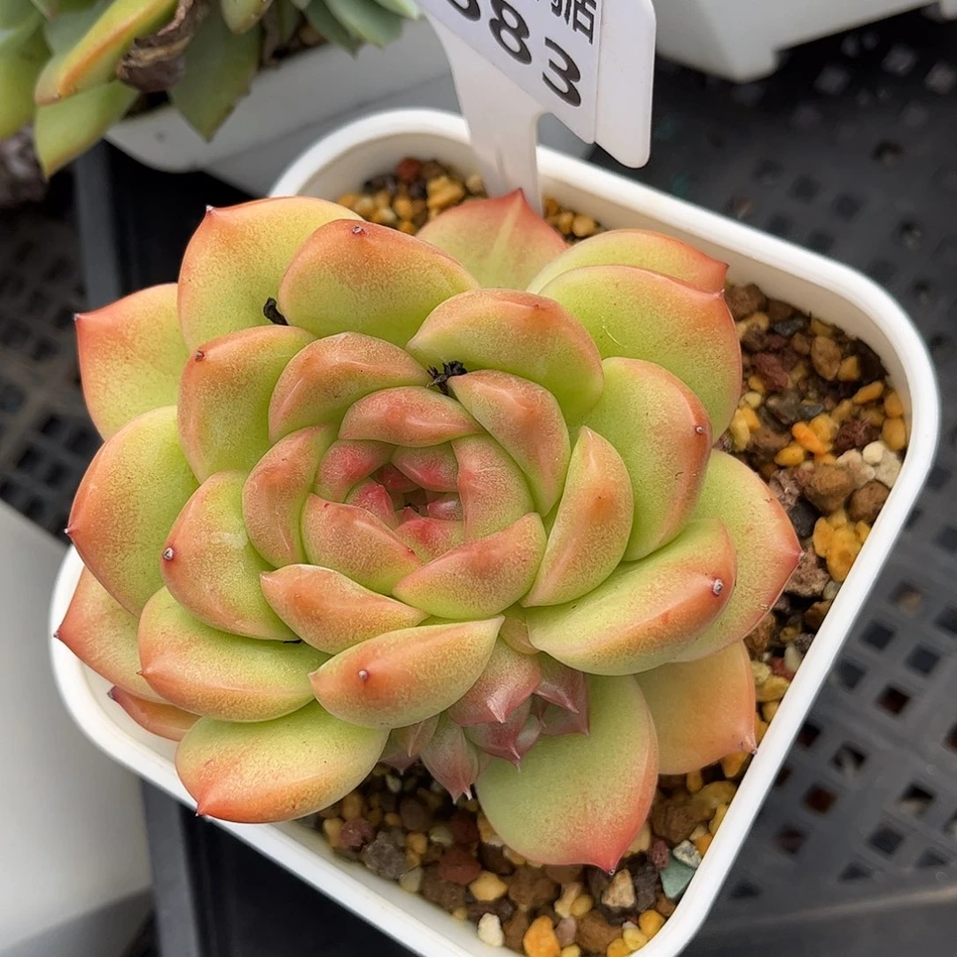 多肉植物3583 一定要拍个冷链哦