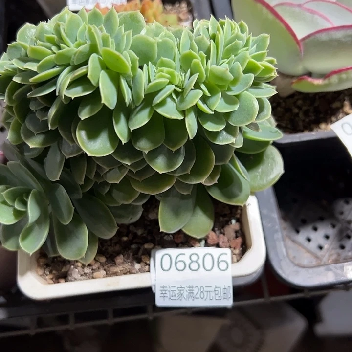 幸运的是我还在幸运