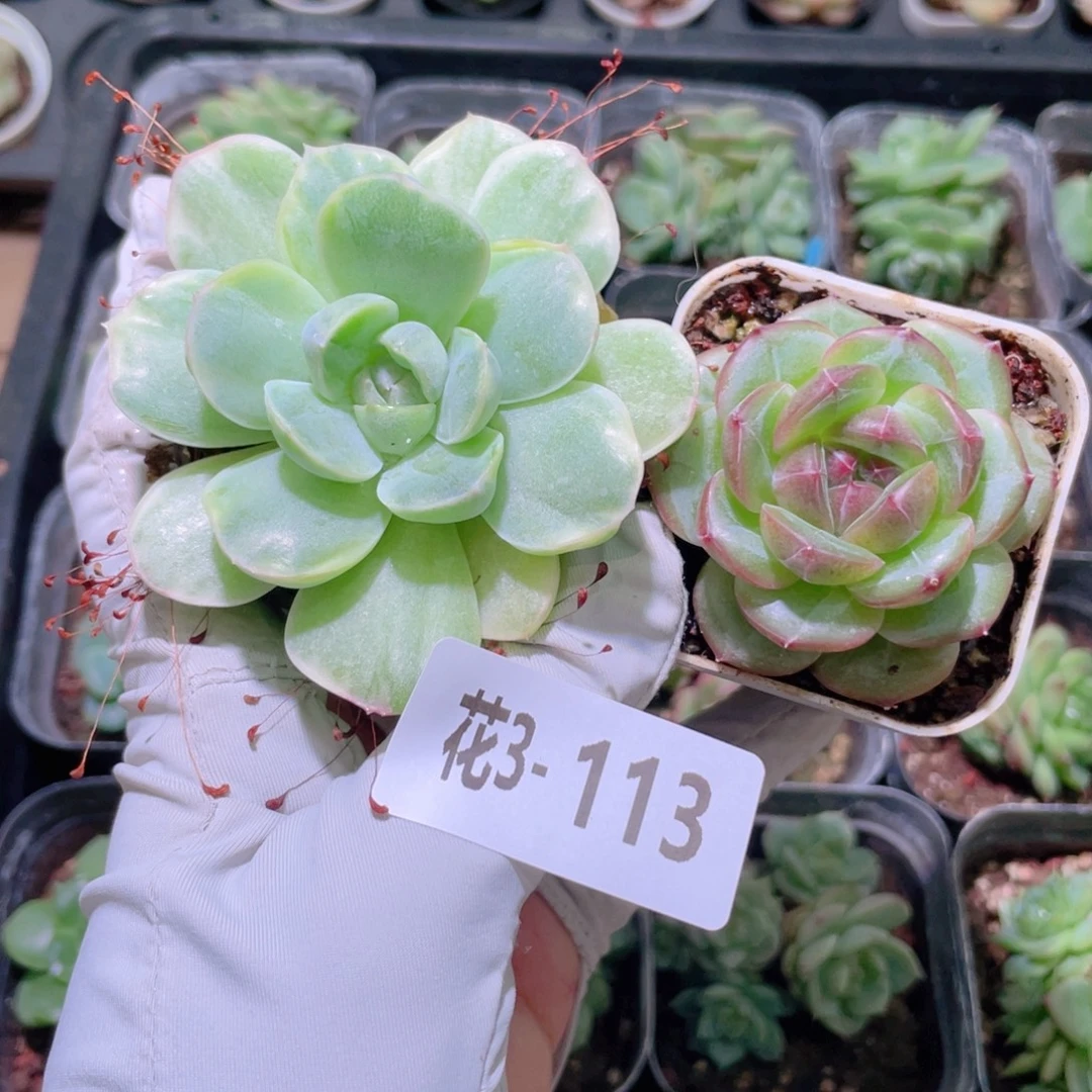 花利美 3-113多肉2颗