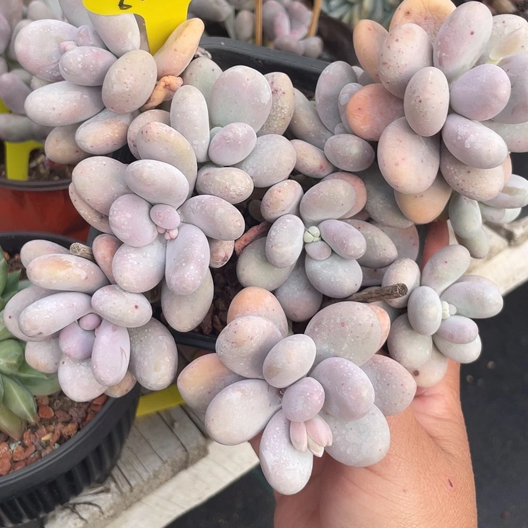 烟美人群生多肉植物658