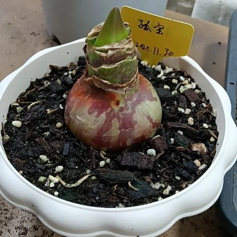 无花朵孤宝6-7发一个