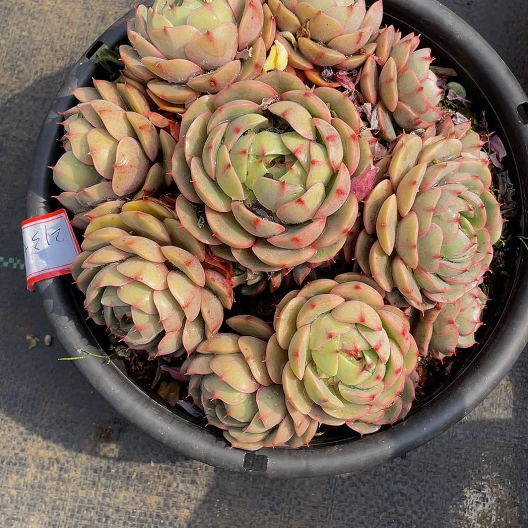 不****月笨巴多肉植物群