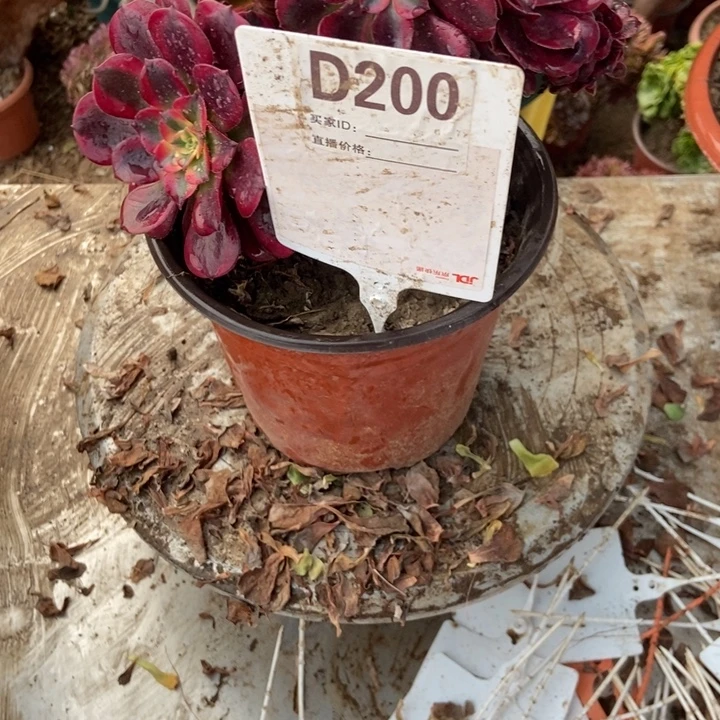 Z***jD200美杜莎老庄了吗浴缸