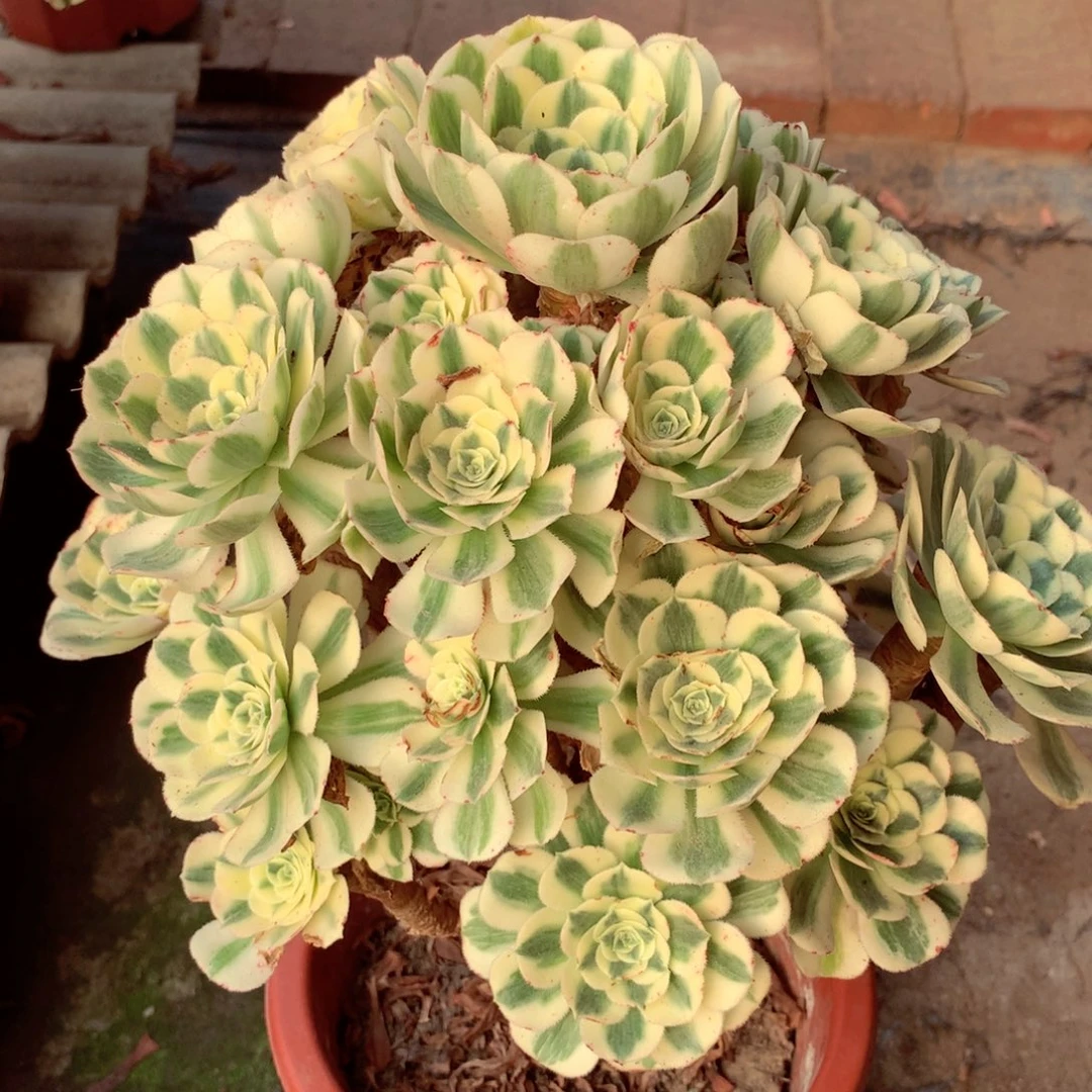 迈巴赫，多肉植物的
