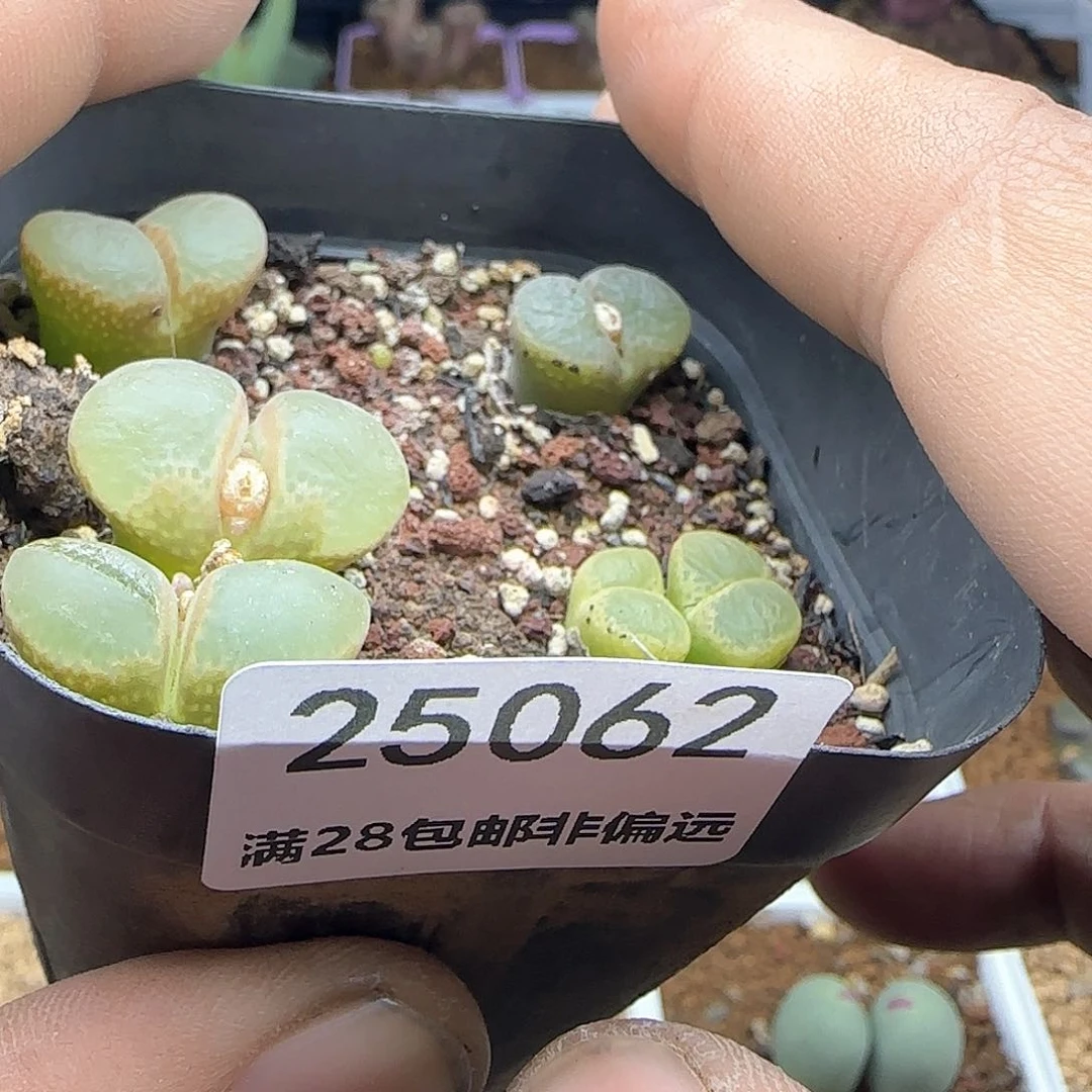 尹**豪脱土28包邮25062