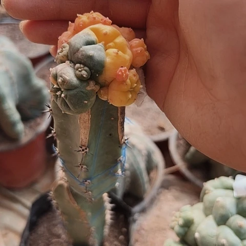 3125海鲜锦仙人球是世界上第一