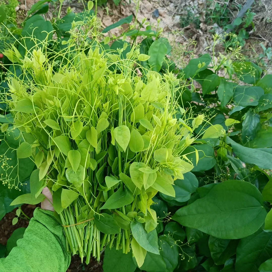 新鲜赤苍藤 野菜姑娘菜 辣木苗 新鲜采摘特色野菜龙须菜