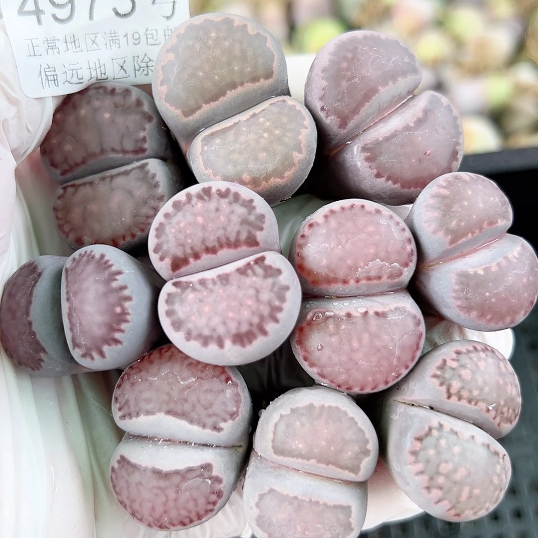 4973六年紫混10个2.5-3cm脸很漂亮腿很长特价处理