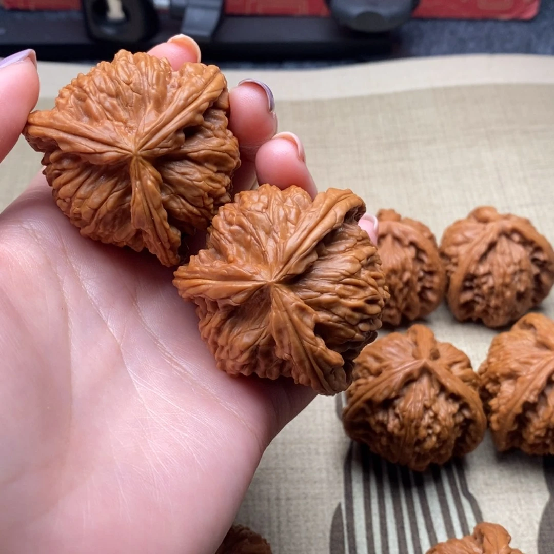 破****急白狮子1111111111111