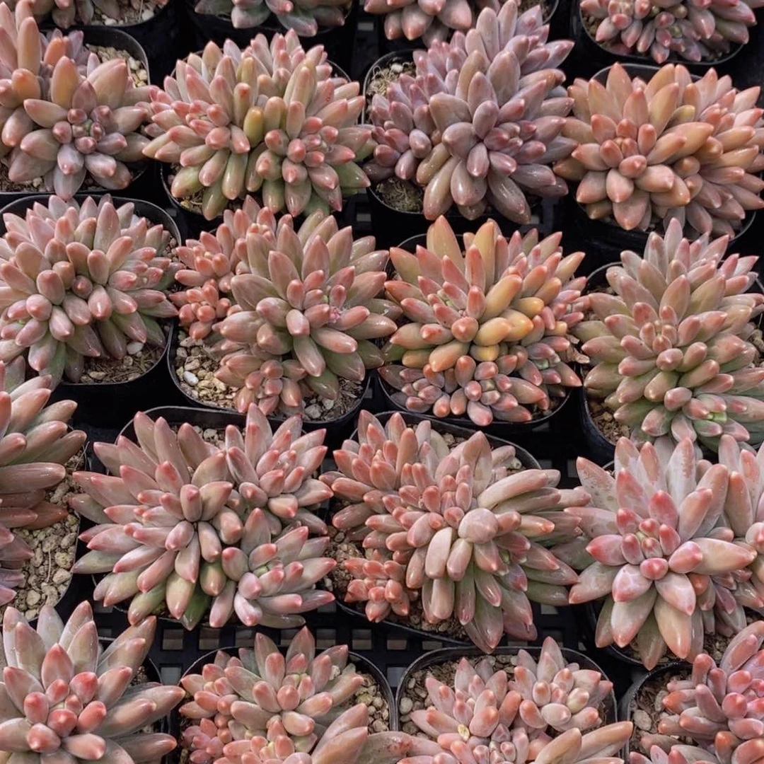 量拍42号 精品伊卡鲁斯多头群一个