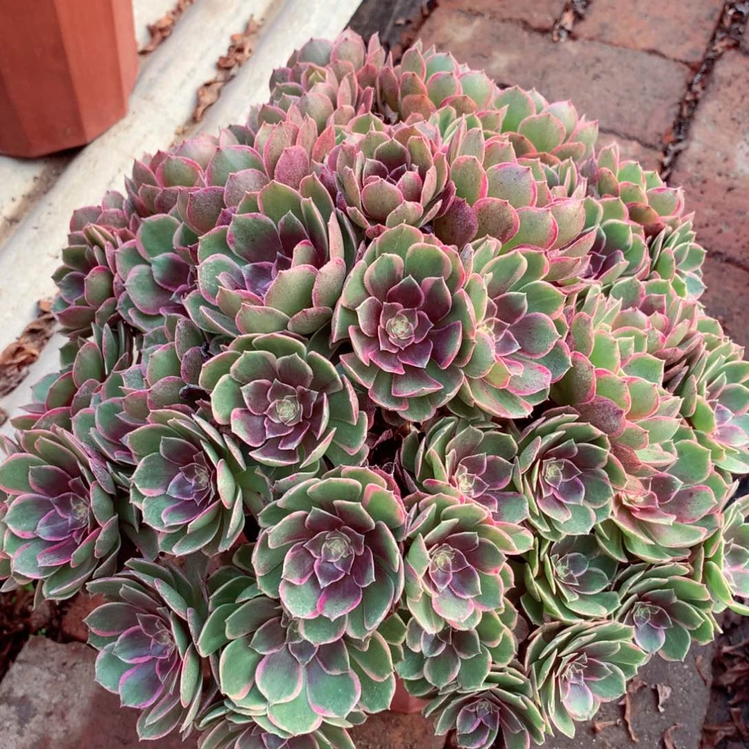 摘心朵朵花妖，多肉植物