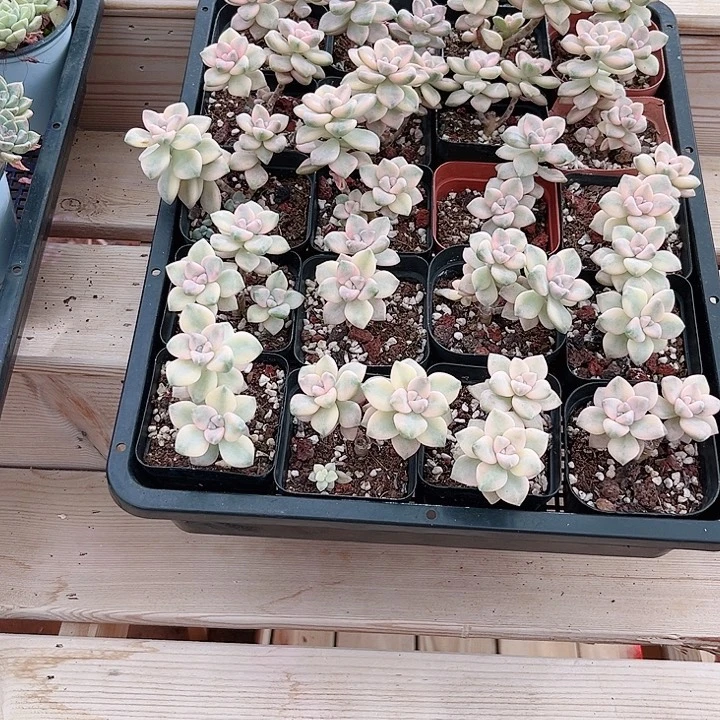 两个头美杏锦多肉植物