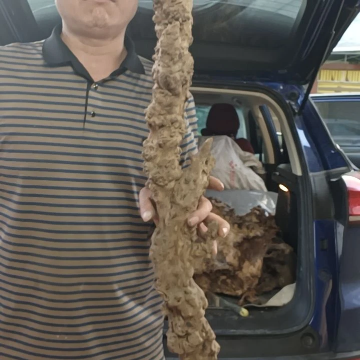 稳定木y***f高山 檬子木文玩料