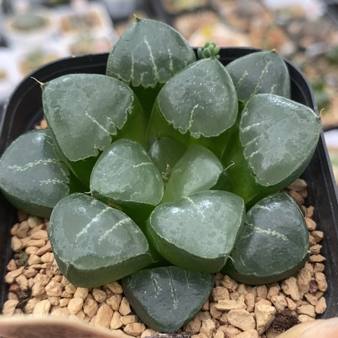 443姬翠寿一物一拍