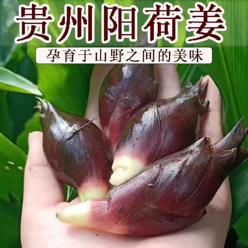 【顺丰冷链】新鲜现摘洋荷姜洋霍阳霍洋火姜洋河姜洋荷现摘现发