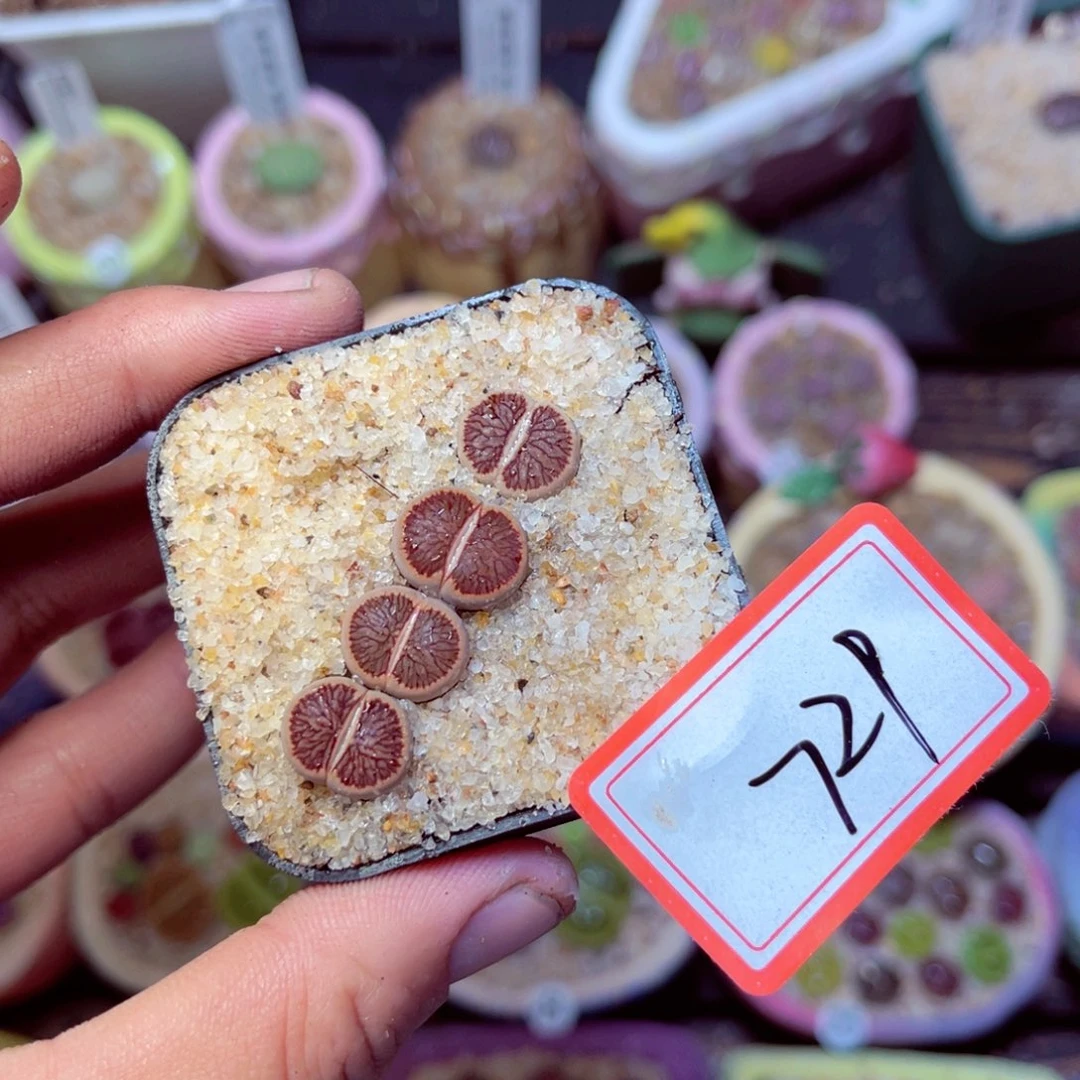 729生石花带盆发