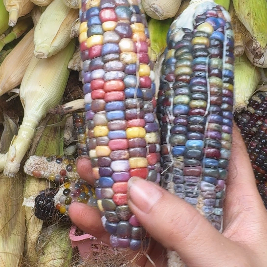 小***鱼大叶紫檀（黑酸枝木类）