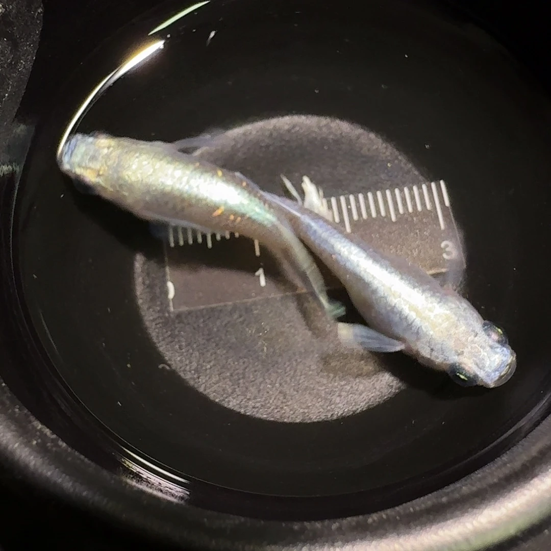 青鳉鱼一物一拍229