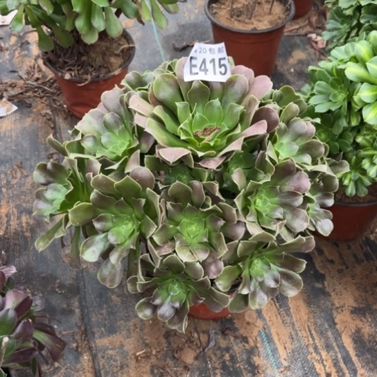 415柠檬玫瑰不包断枝