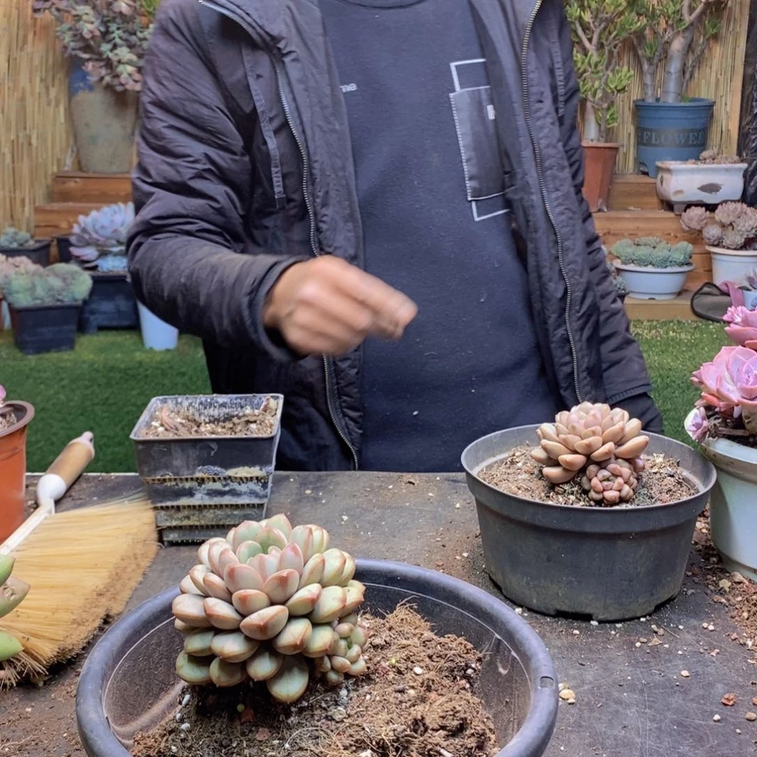 小*子H320号葡萄多肉