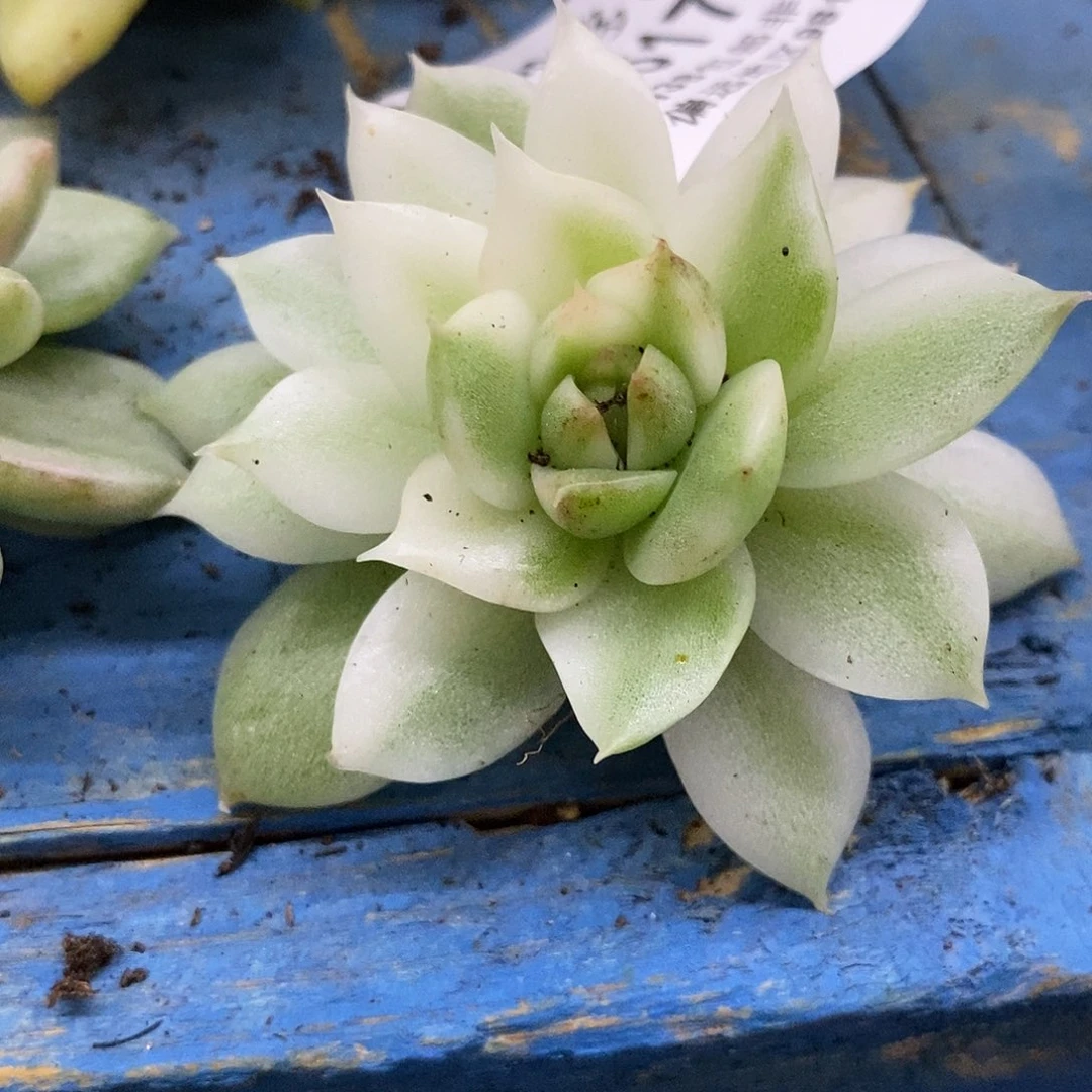 617黑水晶锦炸多肉植物