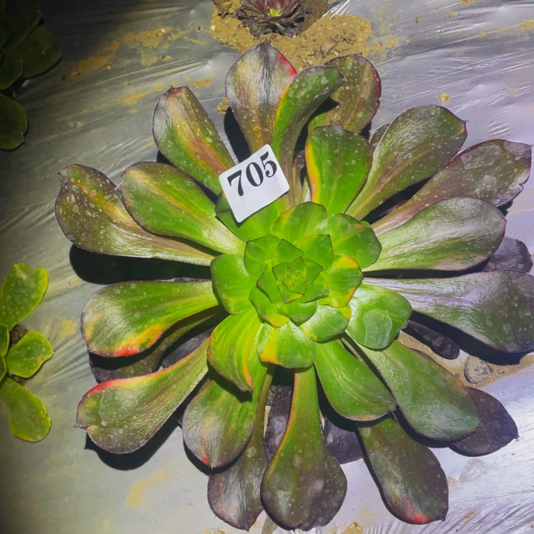 无毒七彩多肉植物705