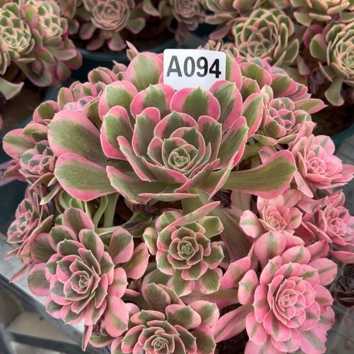 094粉女郎23厘米左右半木质