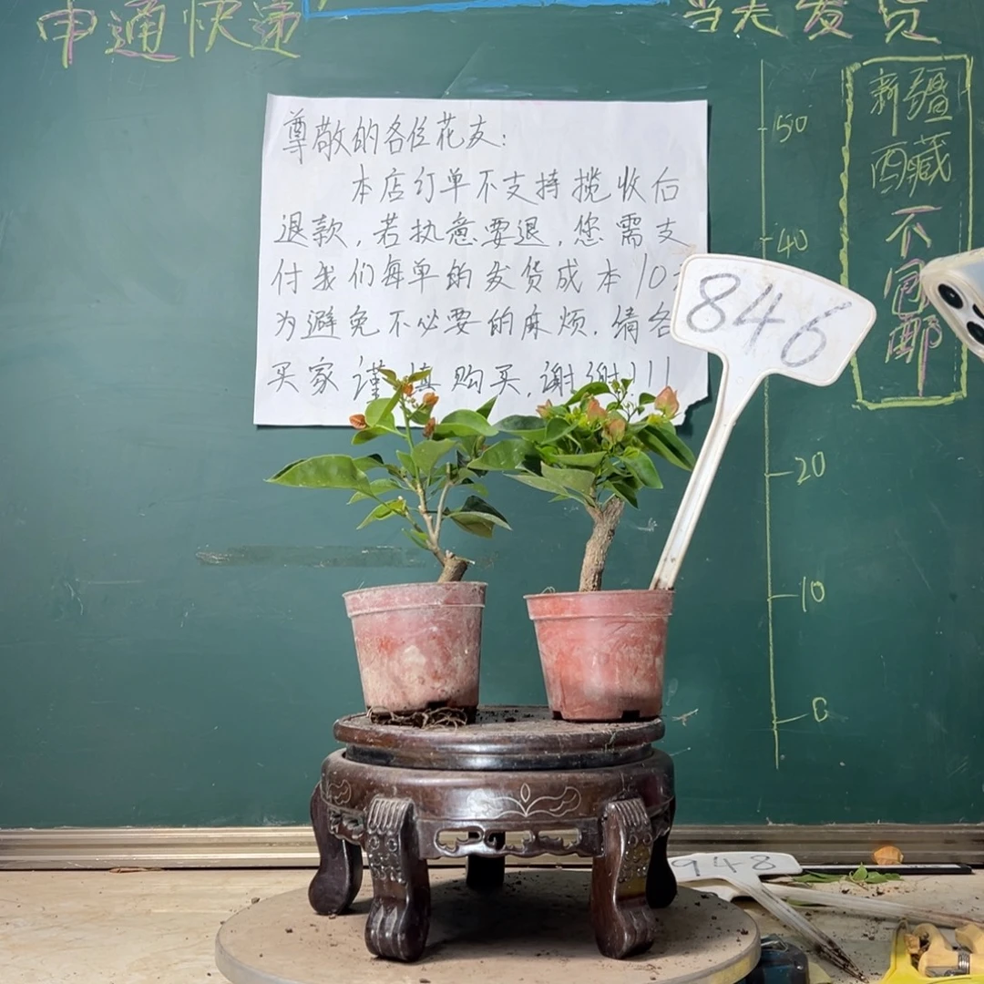 当前无花栽培后可以开花柠檬黄掌中宝 绿叶水晶掌中宝846