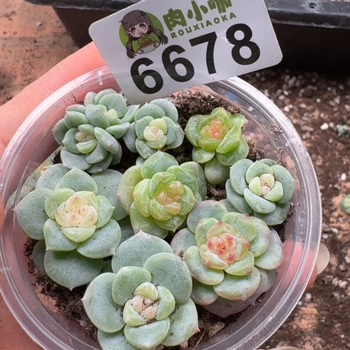 多肉植物多肉植物