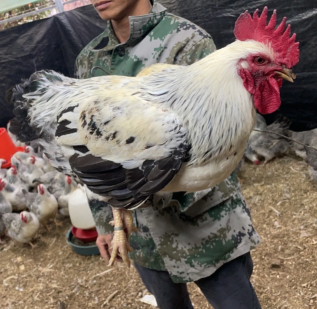 【大公鸡】2只稻花公鸡母鸡散养250天以上 整鸡