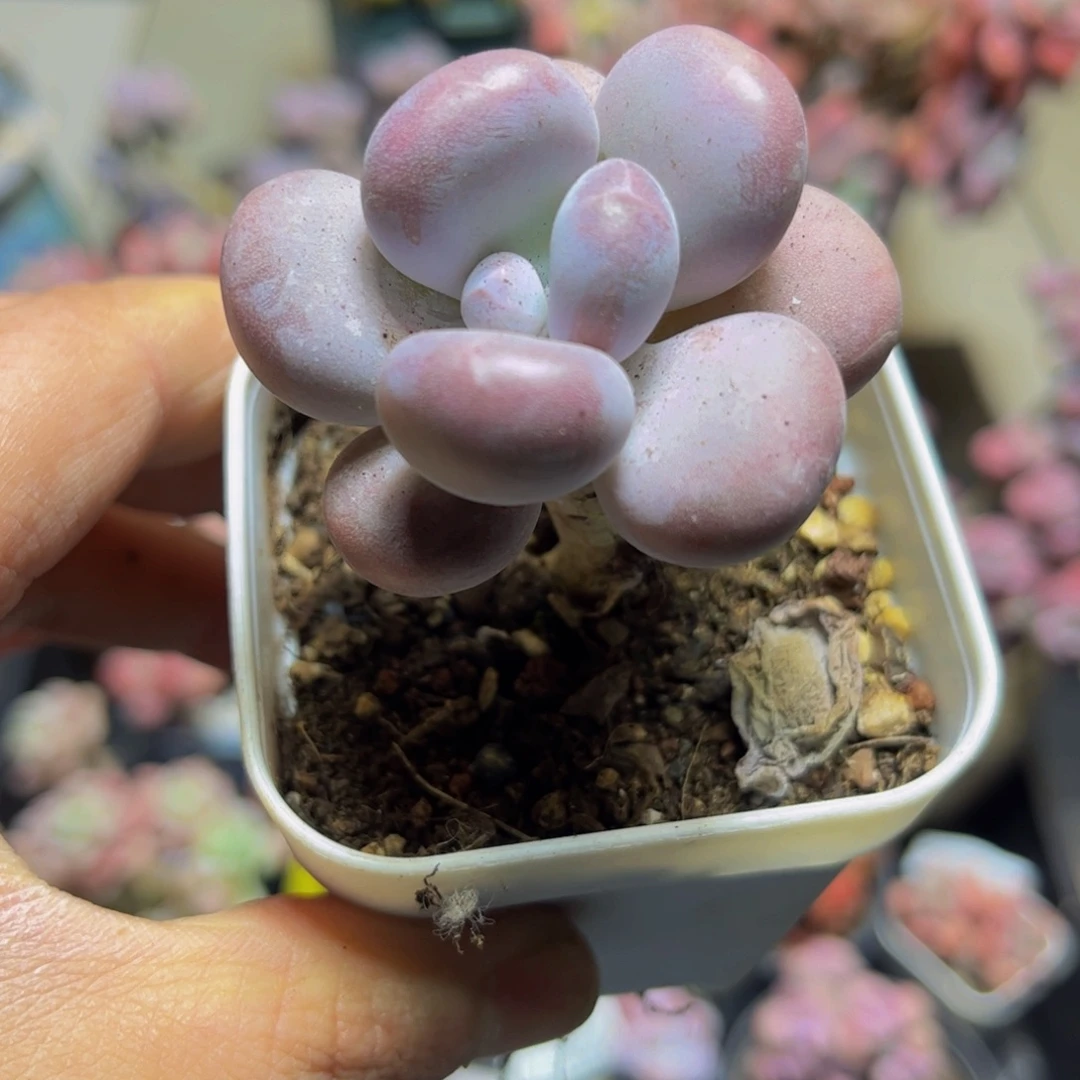 1074达摩奶4厘米多肉