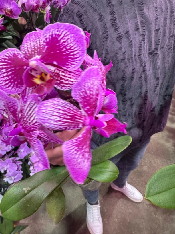 斑点蝴蝶兰，单颗瑕疵品