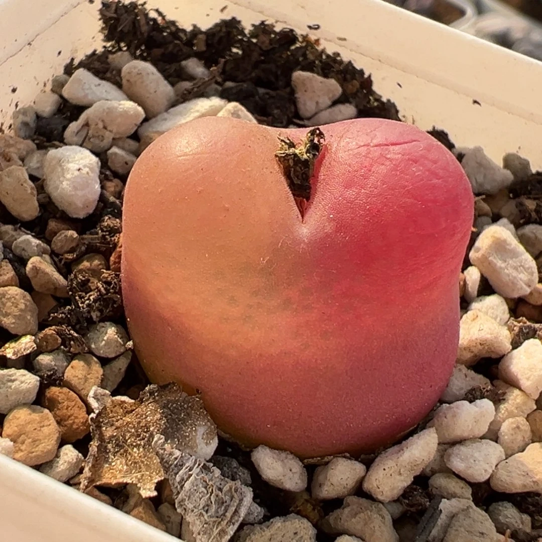 258多肉植物种类多样