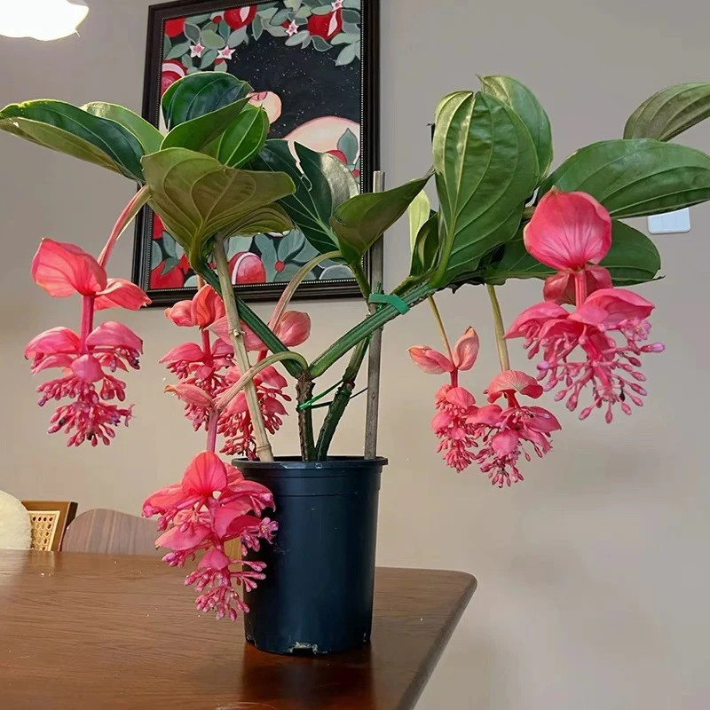 【宝莲灯】盆栽带花苞大苗高级花卉室内绿植多年生