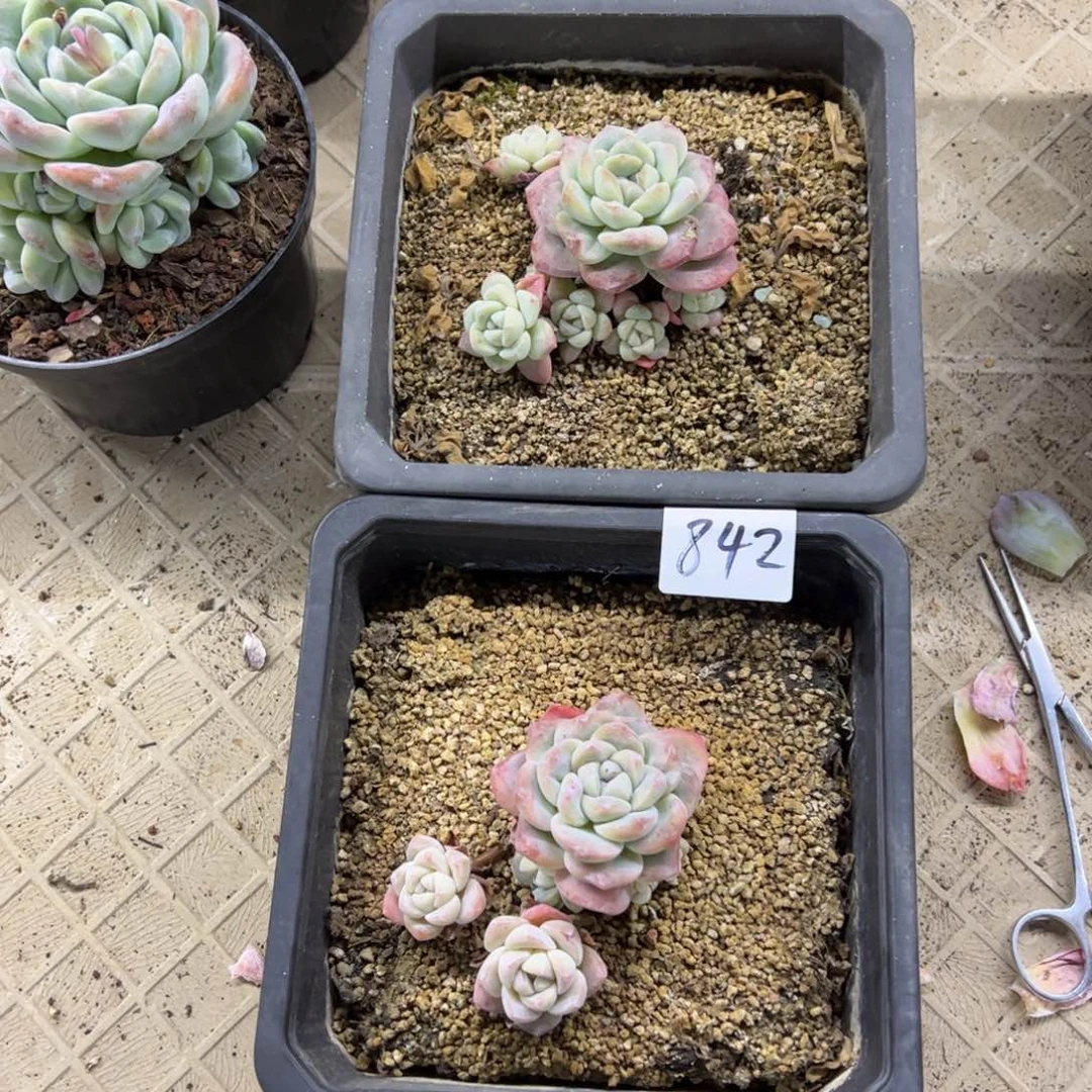 红陶静842号多肉植物