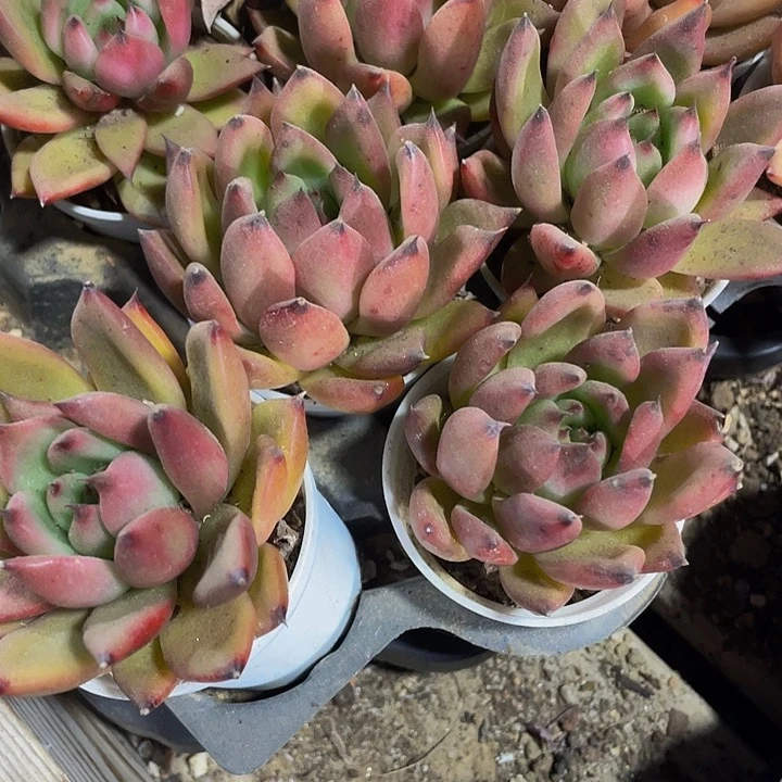 圆盆红啦东云带盆土发