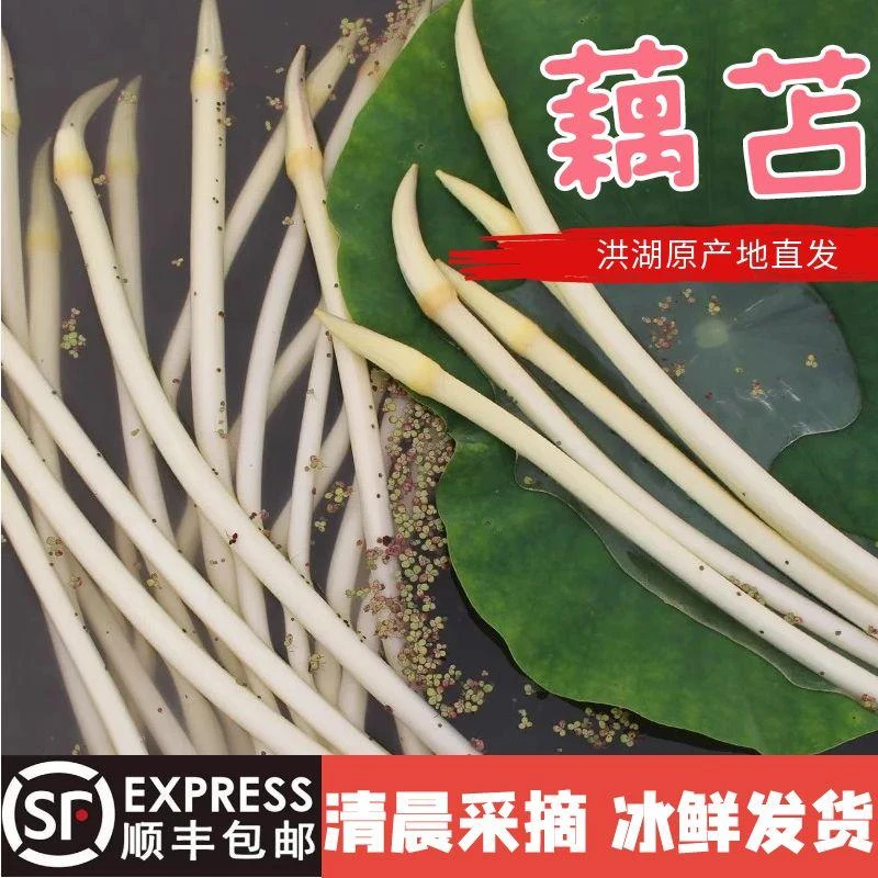 洪湖藕带新鲜藕尖湖北特产现挖莲藕尖藕肠子藕苫藕稍子新鲜藕带尖
