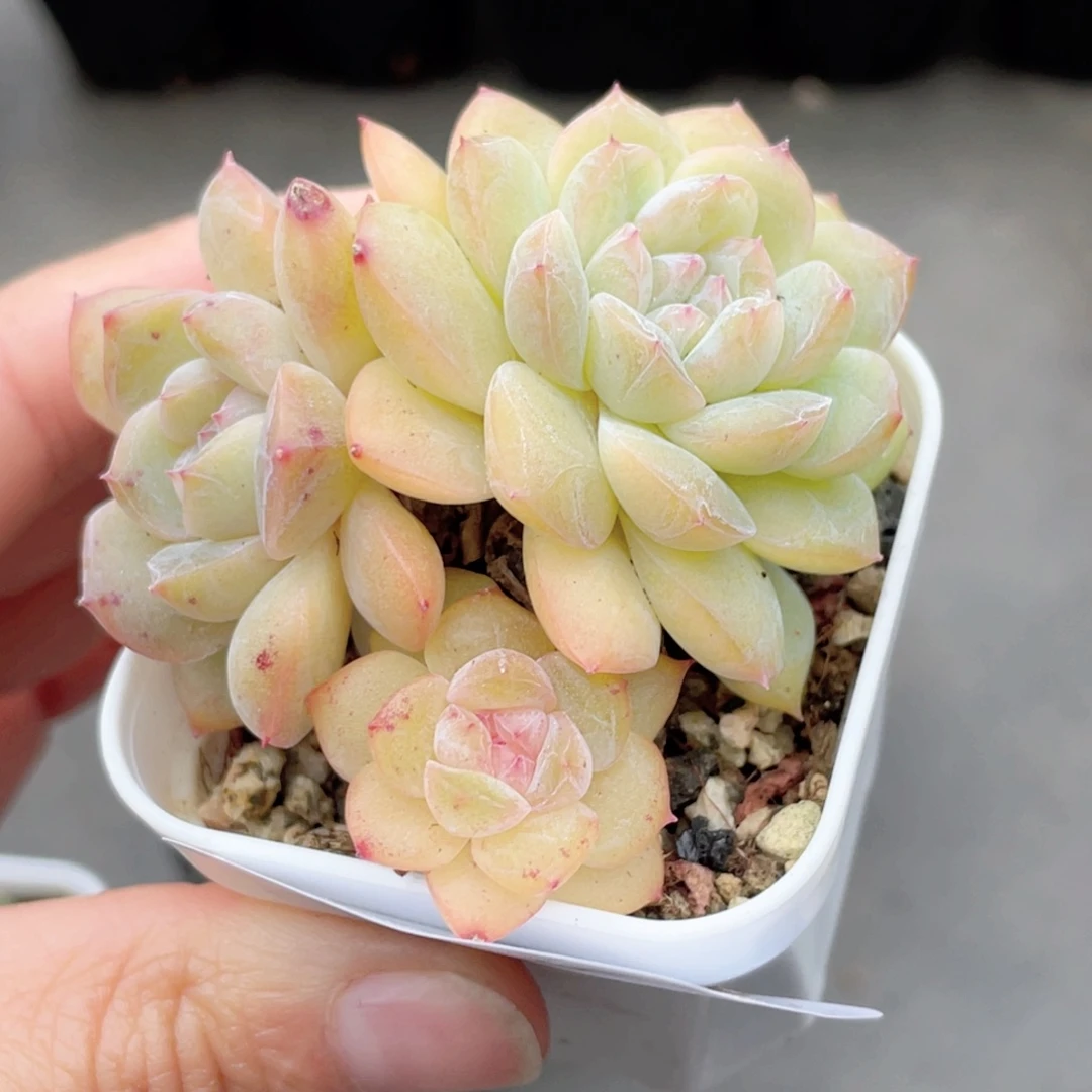 684号糖心冰心珍妮