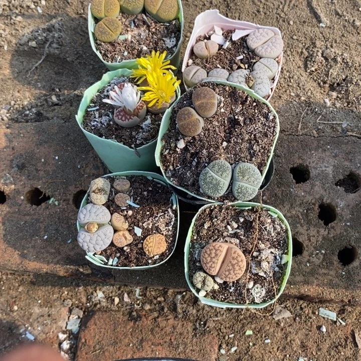 C***F生石花等植物的生长569