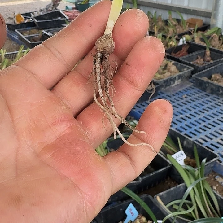 大鹅朱顶红一棵1.0