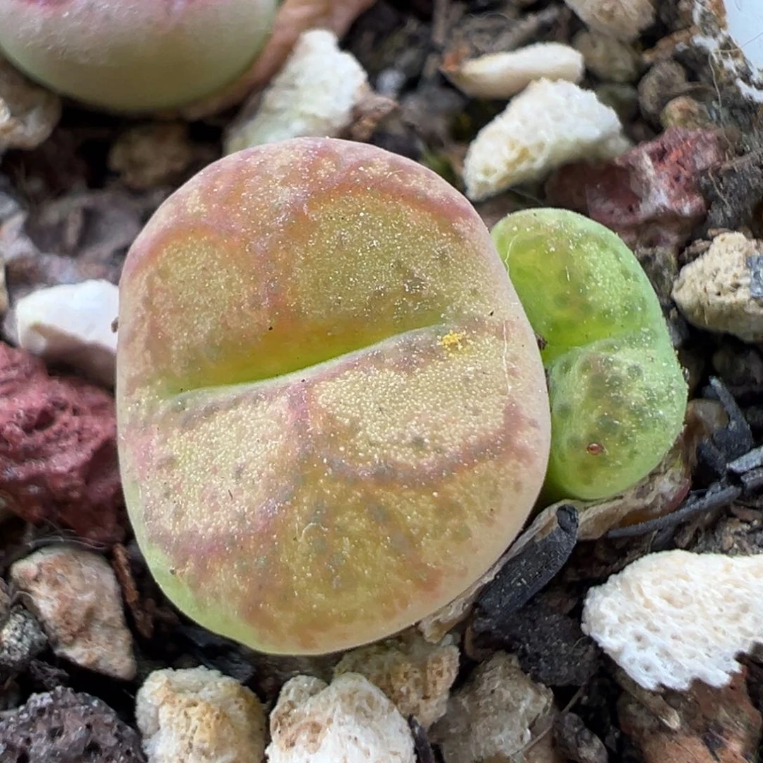 4.29好看的多肉脱土发货331