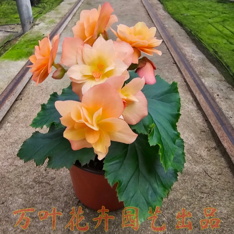 130甜杏丽格海棠盆栽花卉常年开花原盆带花发货山东青州基地直销